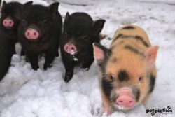 Snoutsandpigs