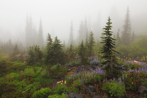 djferreira224: Misty Meadows by Sarah Marino on Flickr. Mt Rainier NP, Washington