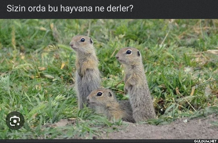 SİZİN ORDA NE DERLER ...