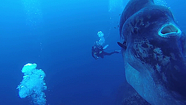 nexus-schwarz:unexplained-events:This rare footage of a gigantic sunfish was captured on film by pho