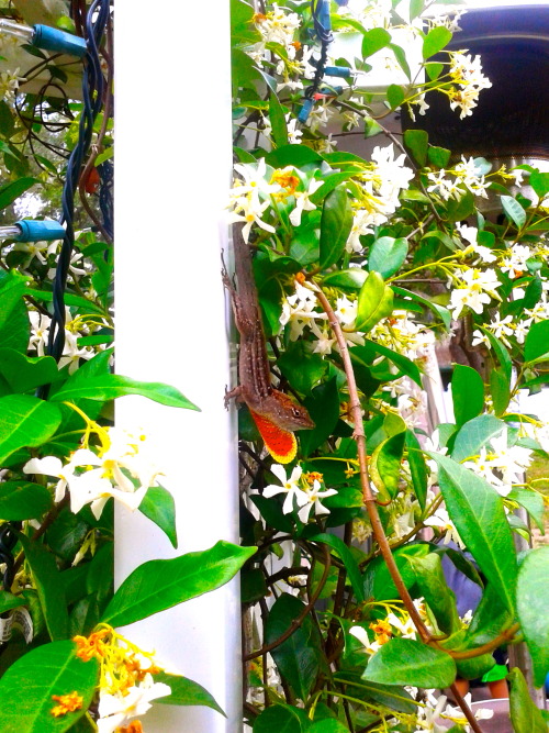 Jasmine bloomin’ in my backyard. Little animal friends enjoying the day.