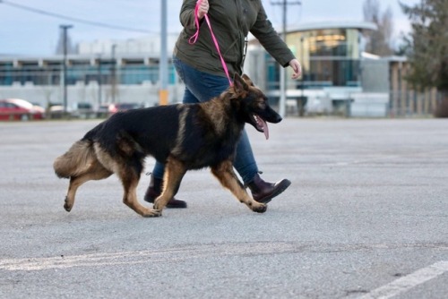 pawsitivelypowerful:the-dog-without-fear:Avenger vom Dakonic CW-SP “Murdock”Just shy of 