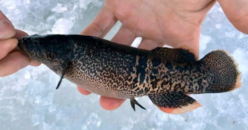 typhlonectes:The Alaska Blackfish is one tough cookie! They’re one of the few fish species in the wo