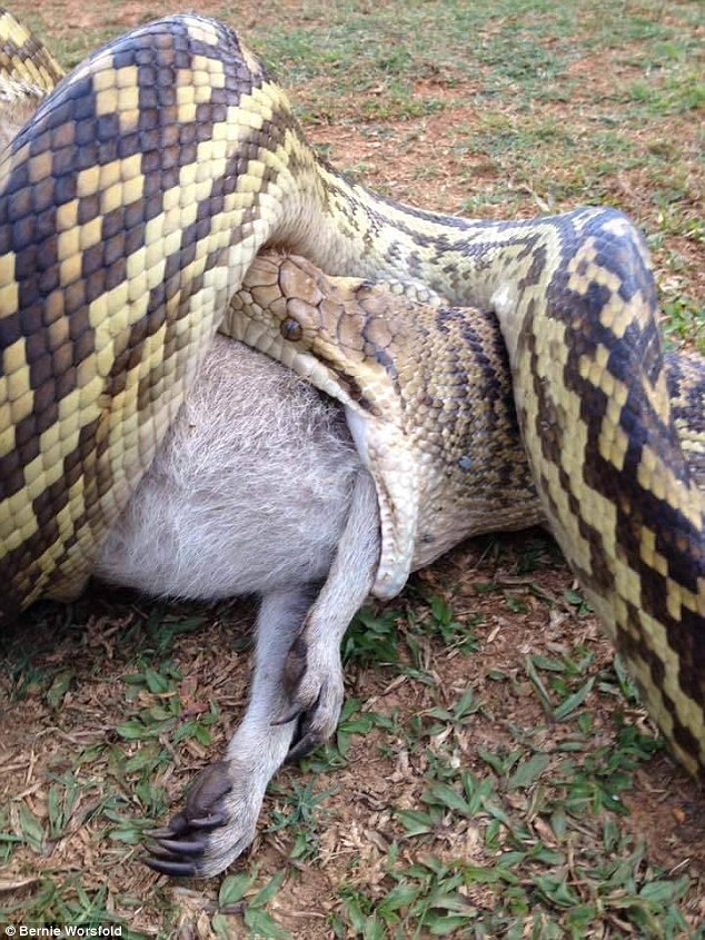 junkychunkymonkey:  halharl-infigar:  error888: Massive Queensland python unhooks