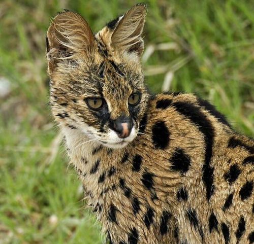 Serval cat #kanu Photo by @gegengraderWet #servalcat after a rainy night… #serengeti #serva