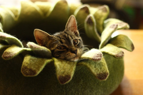 mymodernmet:Handfelted Cat “Caves” Give Felines a Cozy Place to Curl Up