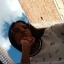 tahily-lop