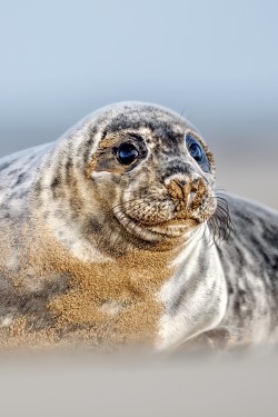 robert-dcosta:  Basking in the Sun || ©