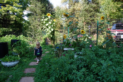 ratfarm: The sun flowers got much bigger than I was anticipating! The gardens aren’t always in