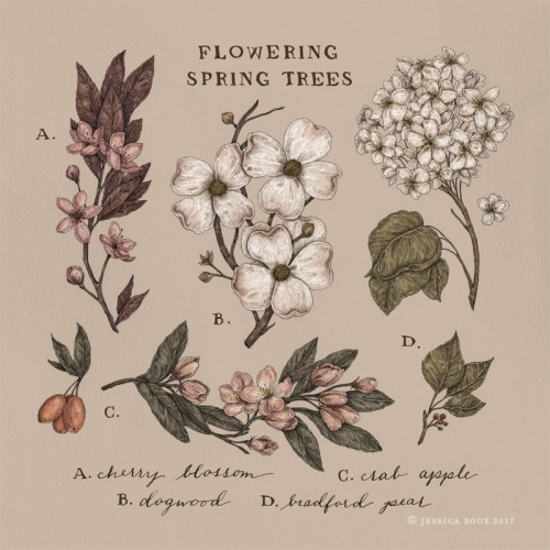 jessicaroux:A fun commission showing the differences between different flowering spring trees! Inclu