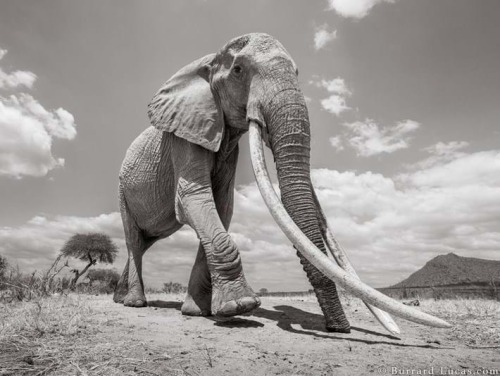 For more than 60 years, an elephant dubbed F_MU1, roamed the plains in a quiet corner of Tsavo East 