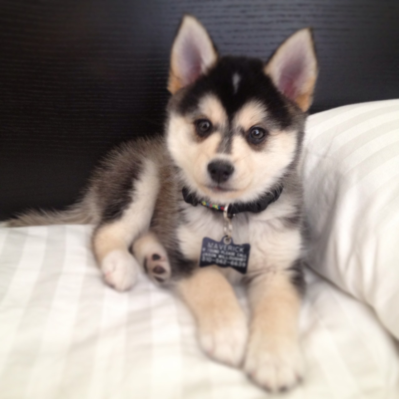 Jeffrey Mann: A Pomsky (pomeranian+husky). So cute. but how do...
