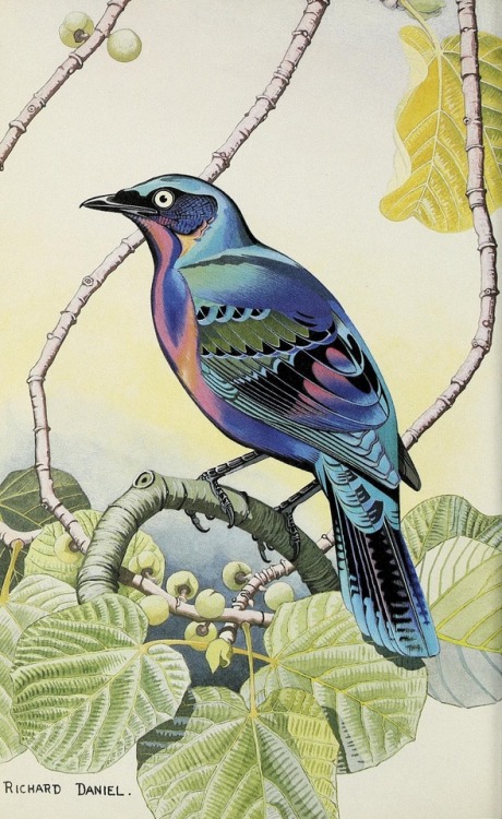 smithsonianlibraries:Colorful bird paintings from The Avicultural Magazine. From the top left: a Spl