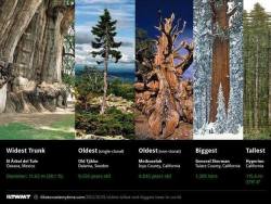 sixpenceee:   The oldest and biggest trees in the world.  