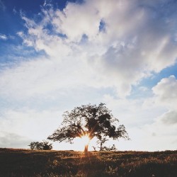 natureconservancy:  Today is National Arbor Day!  Find out what we’re doing to celebrate! http://www.plantabillion.org