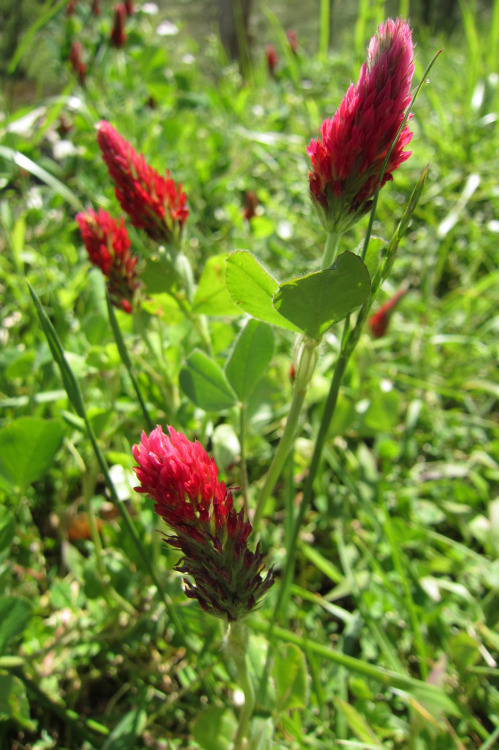 Spring 2015 - Crimson CloverNo one remembers seeding these! IMO, they’re the prettiest cover c
