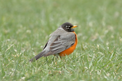 A robin puffs up to stay warm on a cold spring morning.