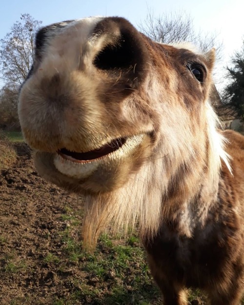 Hey, do you wanna see my pony ? #pony #horse #animal #nature #funny #cute #ugly #zoom #france #count