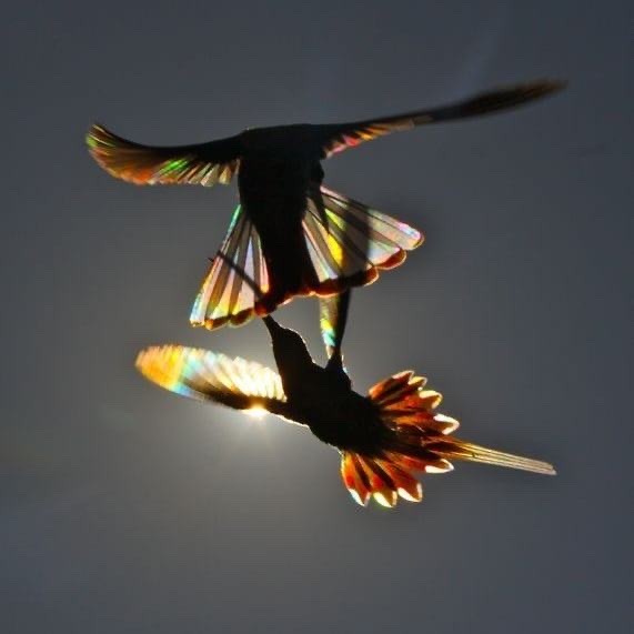 trulyvincent:Light diffracting through hummingbird wings