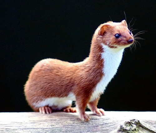 frivoloustidbits:  You know most people think of the word weasel as a bad term, but have you ever looked at an actual weasel? Like, a real one?  awww :)  eeee!  it’s so cute!  Hhnnnnng  Oh god I just can’t- And let’s not forget that the average