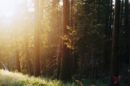 brutalgeneration:  (by fauxly)