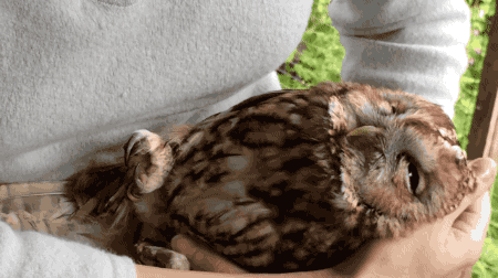 willowswisp:gifsboom:Owl loves rubs. [video]@missharpersworld