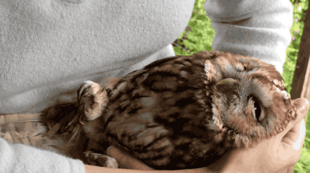 captcreate:Owl loves rubs. [video]
