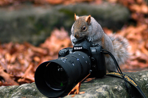 nubbsgalore:  photos by (click pic) stefan meyers, david schultz, igor laptev, will burrard-lucas, simon roy, vadim trunov, michaela walch, ed hetherington, chris du plessis, jim lawrence, paul soulders 