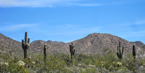 Saguaro and Dry Hills, Arizona, 2014.