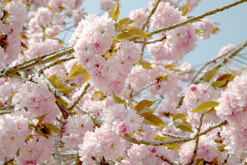 ヤエザクラ (Double cherry blossom) 2 by wakyakyamn on Flickr.