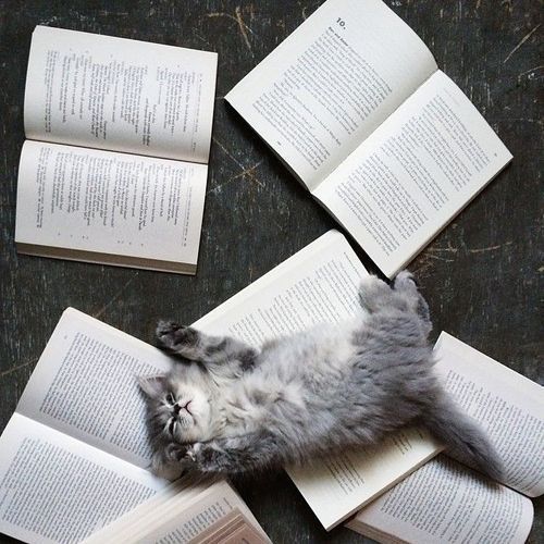 XXX trasemc:  cats and books!! i love it! photo