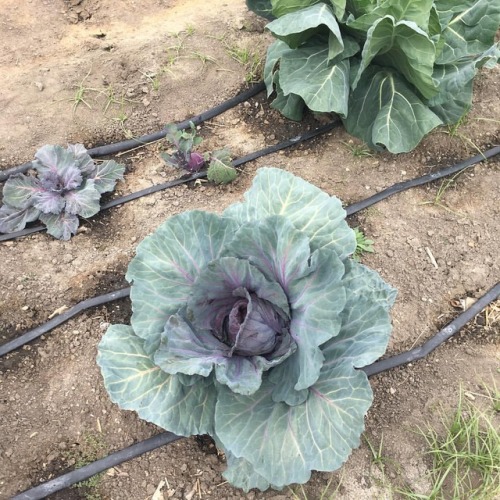 The garden for a local restaurant. #solarpunk #garden #gardentotable #gardening #desert