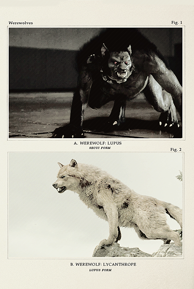 formerlylordbryndenrivers-deact: mythological species: werewolves 