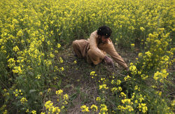 fotojournalismus: A farmer harvests mustard from his field on the outskirts of Lahore, Pakistan on February 8, 2016. (Mohsin Raza/Reuters) 