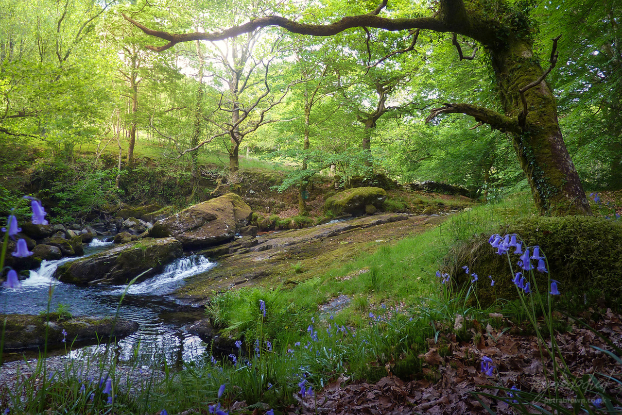 mydododied:The blue in the green