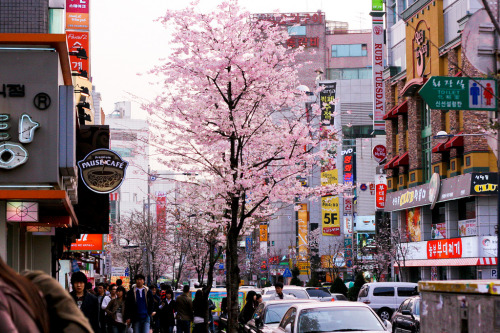 lovesouthkorea: Cherry Blossoms in Shinchon by hellolucy