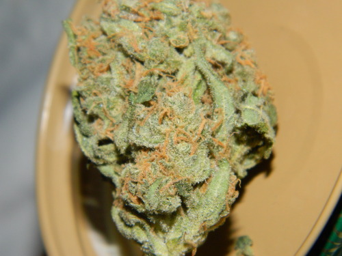 buddhagrass:Afghan Kush c: