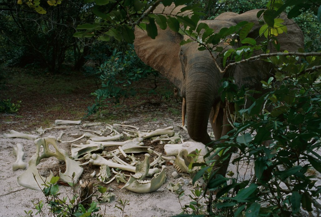 nubbsgalore:when michael nichols first photographed forest elephants in the lowland