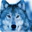 blueskywolf09