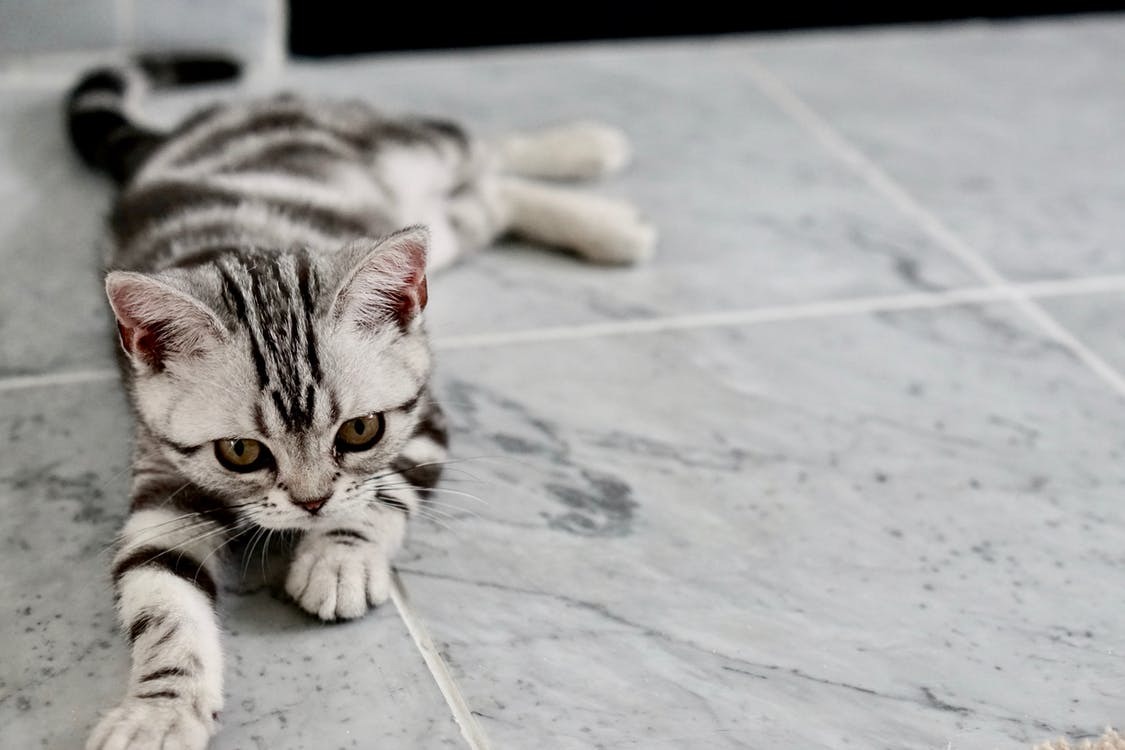 Cats
