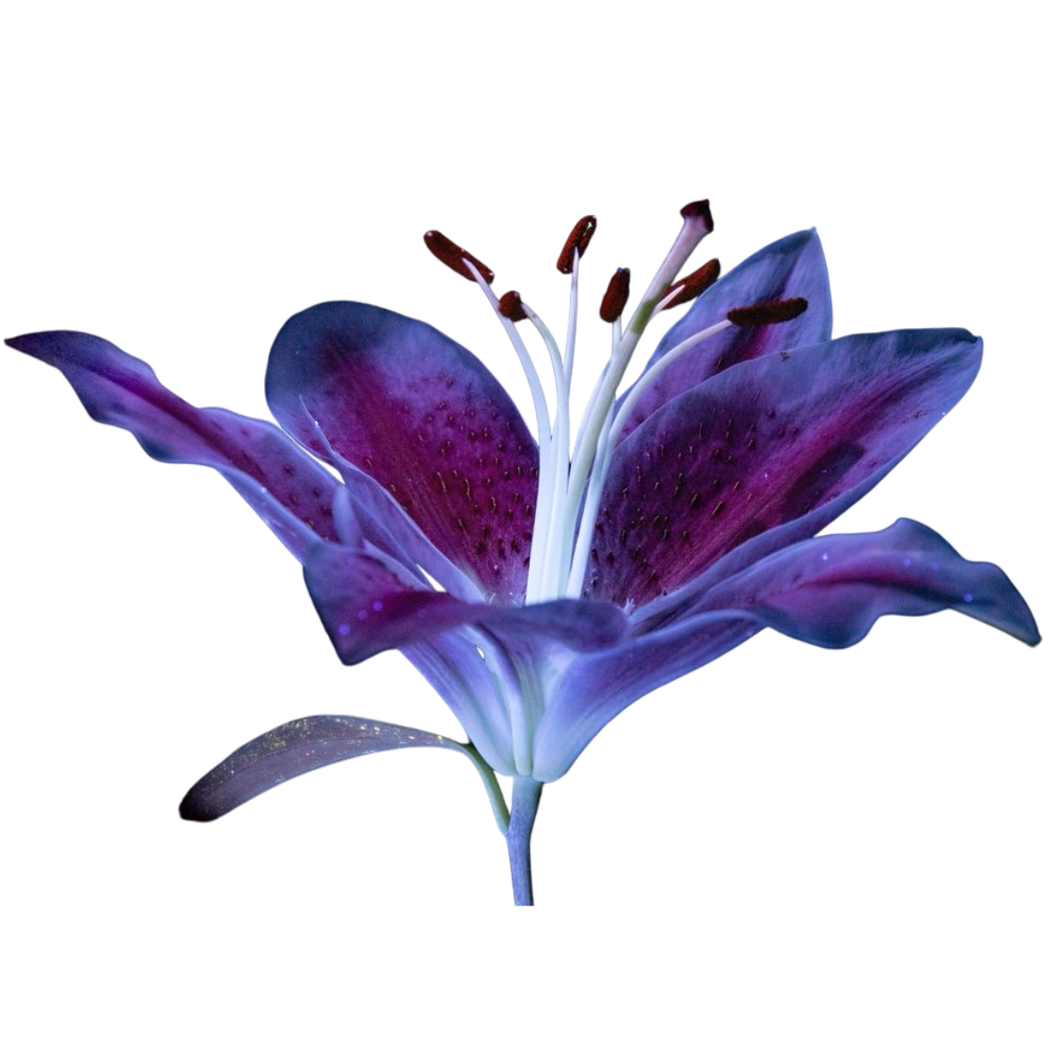 purple flower