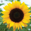 sunflowersurvivor