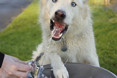 this dog is like one of those attractive people who look ood even while doing stupid shit