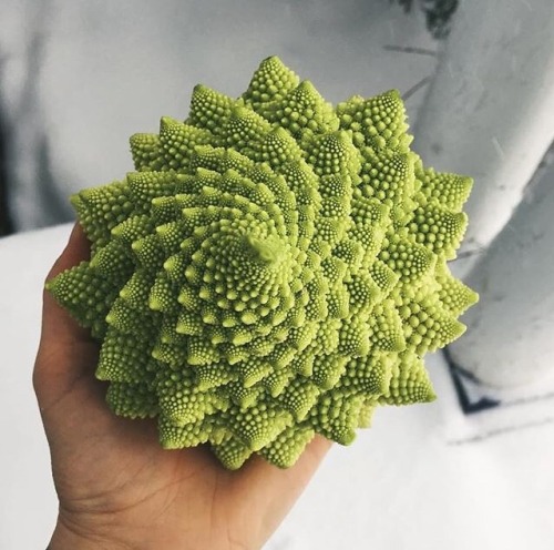 artisticlog:This is a broccolicalled romanesco✨