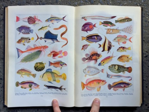 aeide-thea:a spread from the book of knowledge, vol. 16 (!)