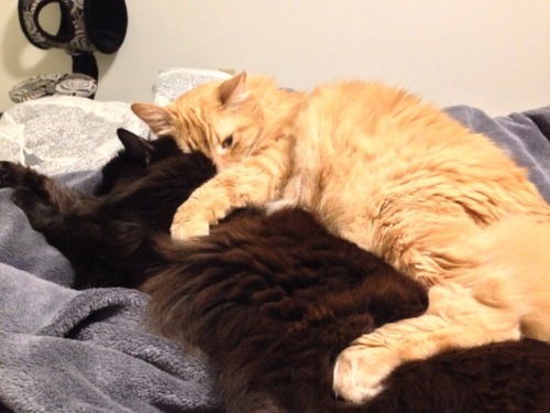 I hope you all enjoy this picture of one of my cats using the other cat as a body pillow