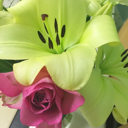 Green and pink. I’ll never get bored of flowers. You? #flowers #flowerslovers #lilies #roses #