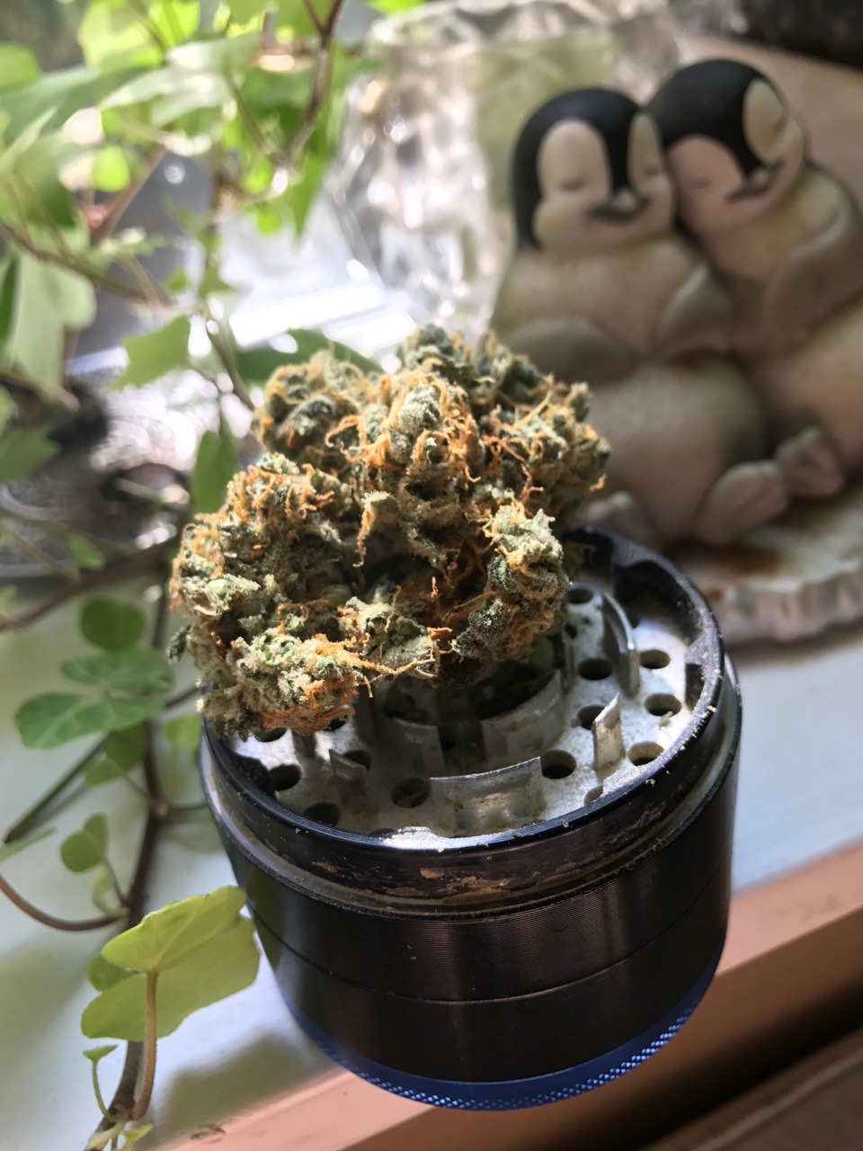 suckmyckuff:  Timber kush 🙌🏻