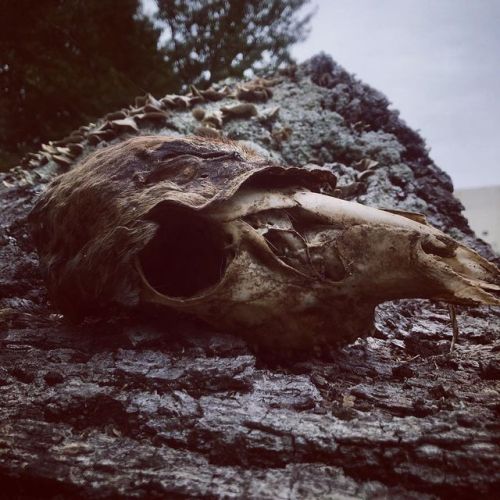 Decay   #floydva #spooky #deerskull #decay #horrorphotography #naturephotography (at Floyd, Virginia