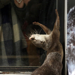 sceneybopper:  dailyotter:  Dramatic Otter